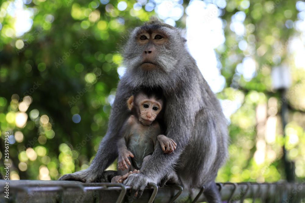 Obraz premium Monkey