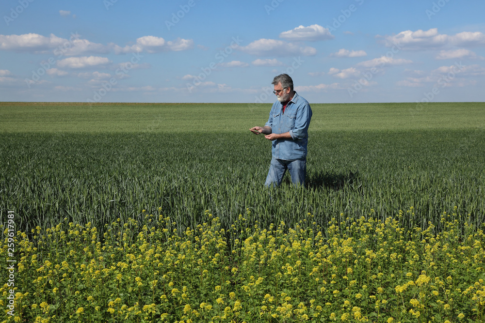 Agriculture, farmer examining wheat field with rapeseed plants in front