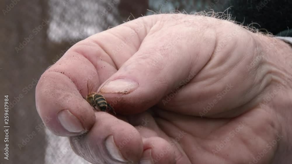 Dying bee in the hand of an old man lies close up. The agony of a dying bee after using its sting.