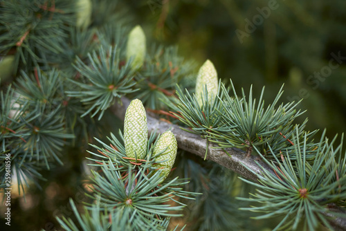 Cedrus atlantica photo