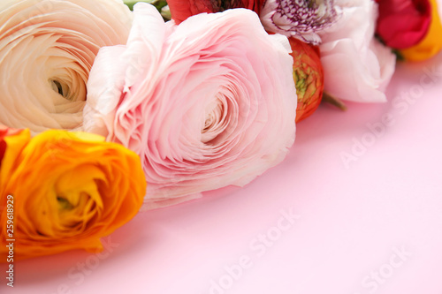 Beautiful ranunculus flowers on color background, closeup view. Space for text