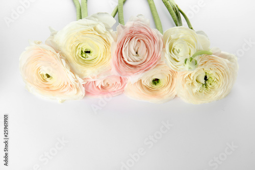 Beautiful spring ranunculus flowers on color background