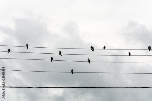 Group of small birds on electric wires just like a music score, in Joaquina Beach, Florianopolis, Brazil.