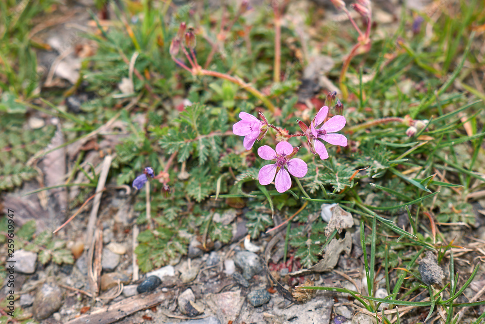 Erodium cicutarium Erodium cicutarium