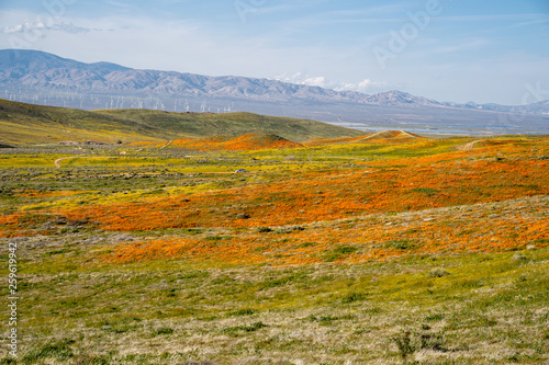 Field of orange California Poppies in full bloom among the green rolling hills of Lancaster California. Windmills (turbines) for a wind farm in the distance photo