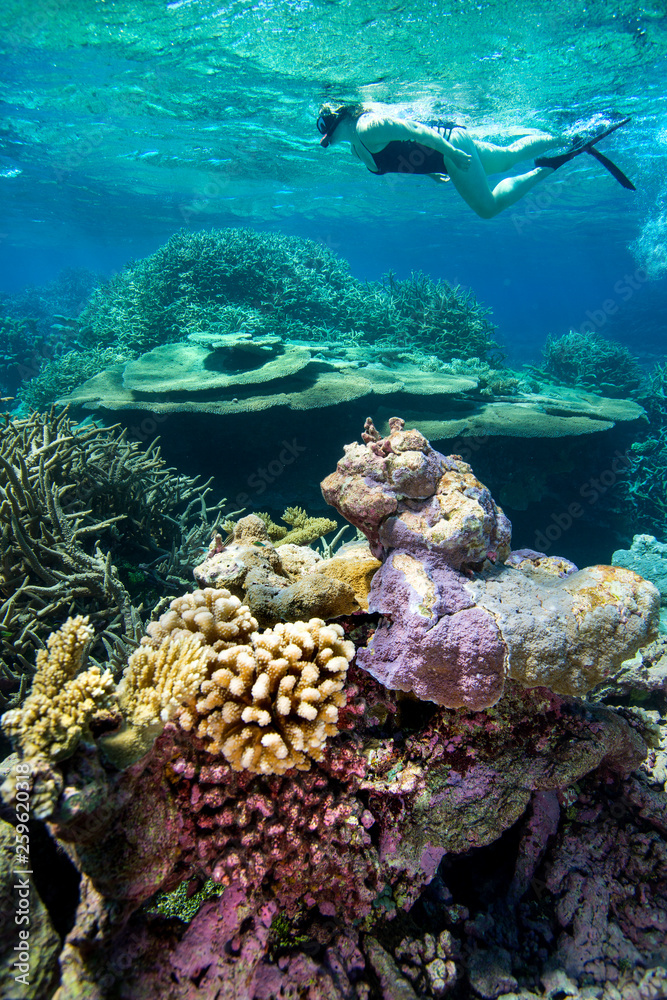 Coral reefs, some of the most pristine in the world. Palmyra Atoll ...