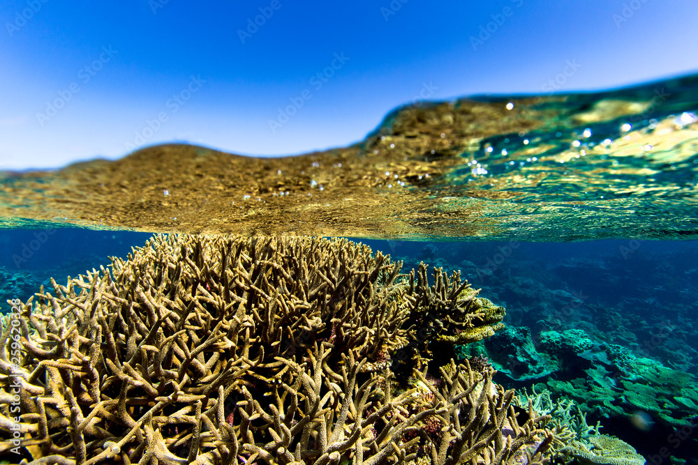 Coral reefs, some of the most pristine in the world. Palmyra Atoll ...