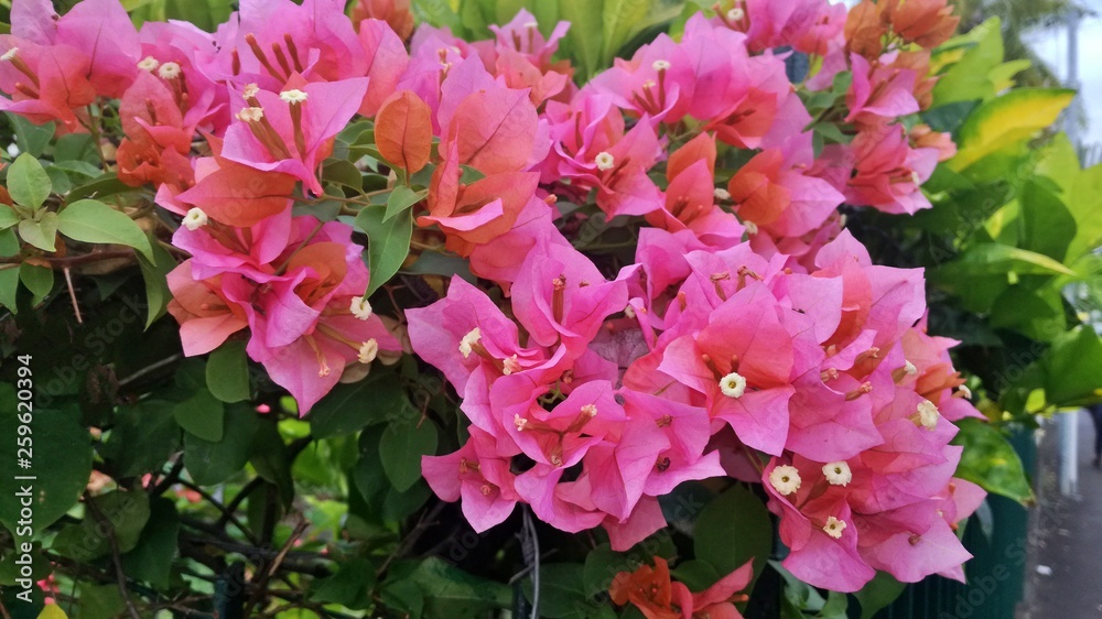 Fototapeta premium Bougainnvillier