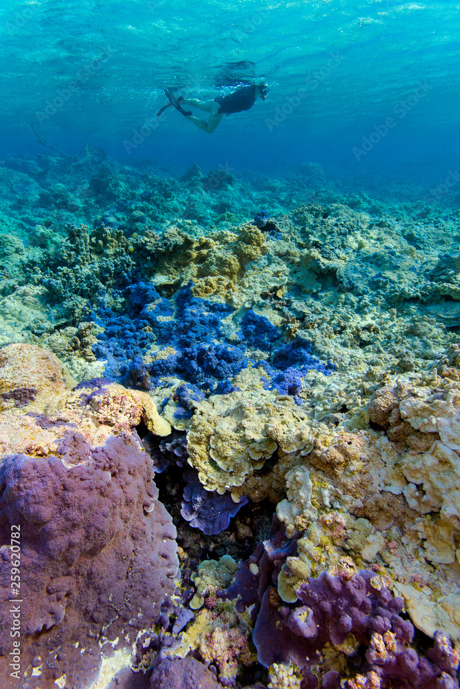 Coral reefs, some of the most pristine in the world. Palmyra Atoll ...