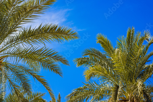 palm trees scenic tropic landscape summer Instagram fashion photography foreshortening from below on vivid blue sky background