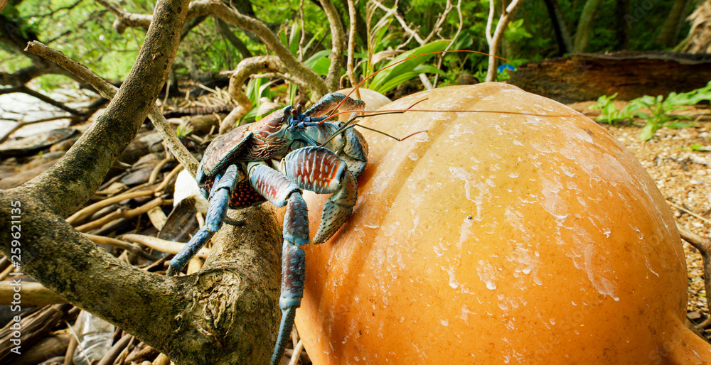 Robber crab, more commonly referred to as coconut crabs. They can get as large as a football