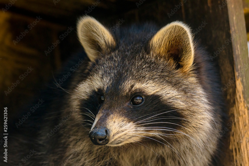 Young season raccoon plays hide in green leaves Forest