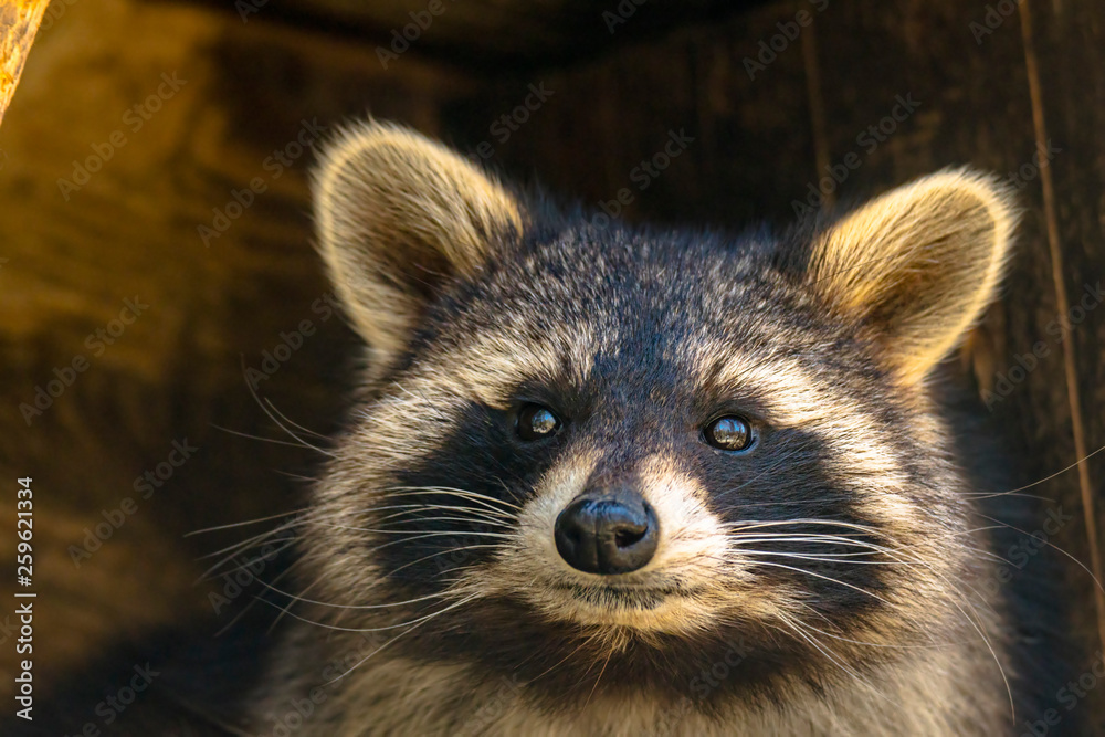 Young season raccoon plays hide in green leaves Forest