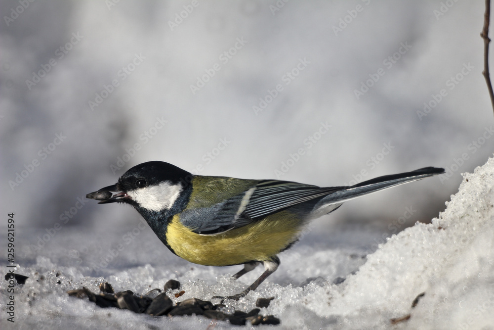 Obraz premium great tit on snow