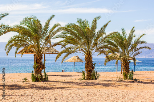 summer vacation travel concept photography sand beach and palm trees  on Red sea picturesque scenery landscape background  picture for touristic agency 