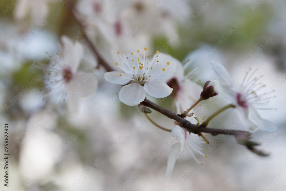 delicate white flowers of plum tree in early spring. small depth of field delicate white flowers of plum tree in early spring. small depth of field