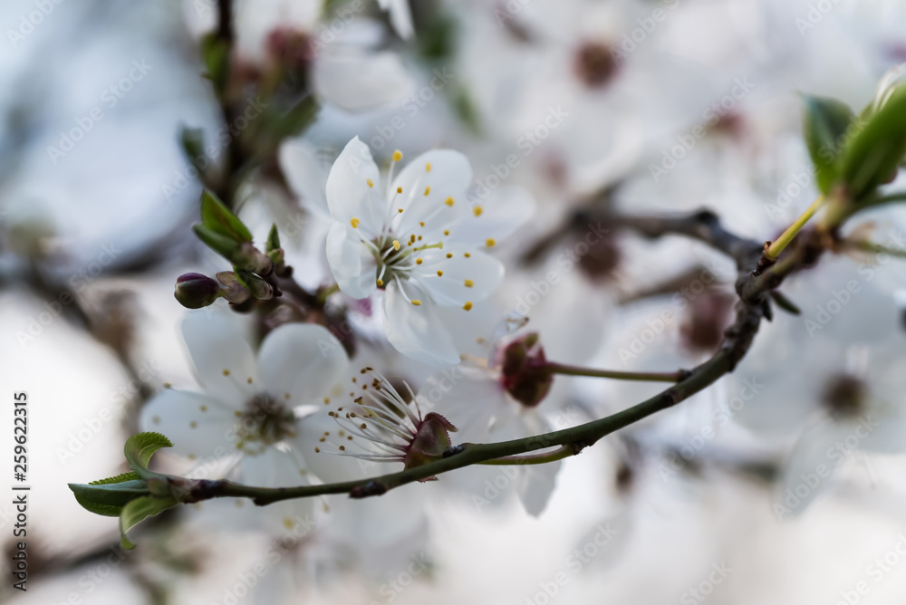 delicate white flowers of plum tree in early spring. small depth of field delicate white flowers of plum tree in early spring. small depth of field