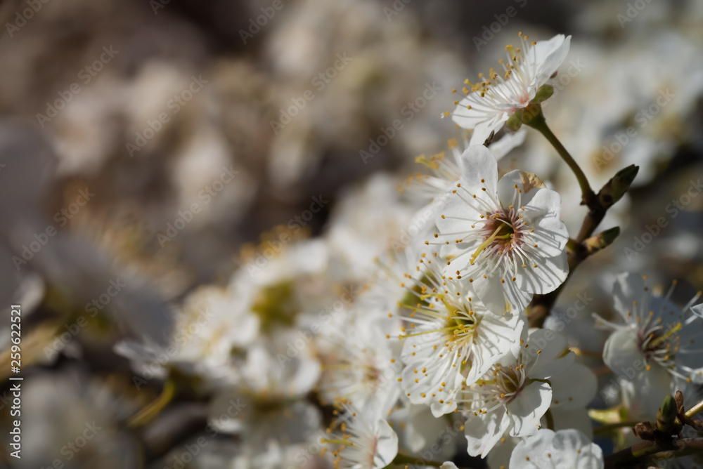delicate white flowers of plum tree in early spring. small depth of field delicate white flowers of plum tree in early spring. small depth of field