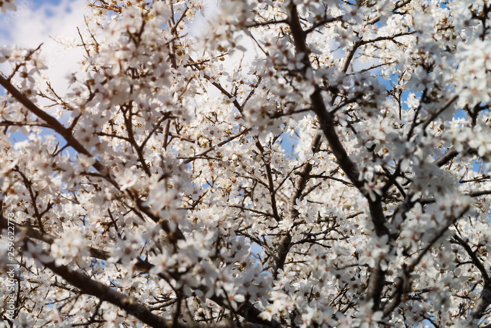 delicate white flowers of plum tree in early spring. small depth of field delicate white flowers of plum tree in early spring. small depth of field