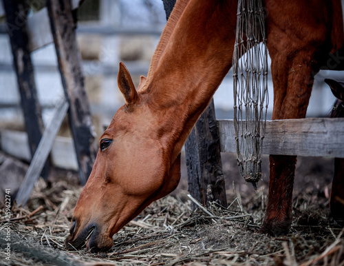 Fototapeta Naklejka Na Ścianę i Meble -  Beautiful horses walking in the pens and eating hay