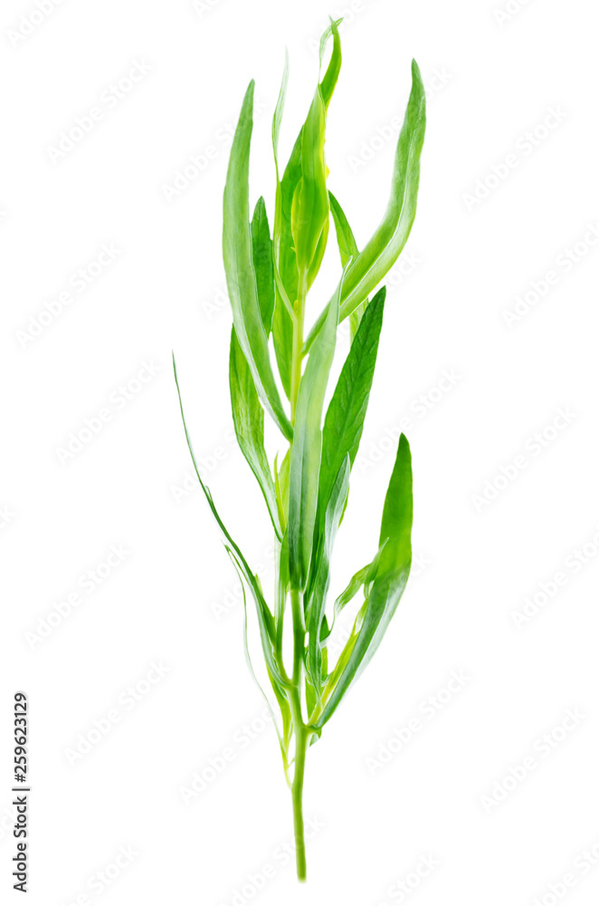 Fototapeta premium Fresh tarragon leaves