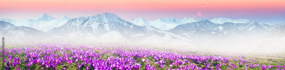 Fototapeta premium Alpine crocuses in the mountain fields