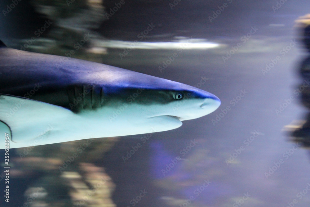 Naklejka premium Detail, Portrait eines Hai