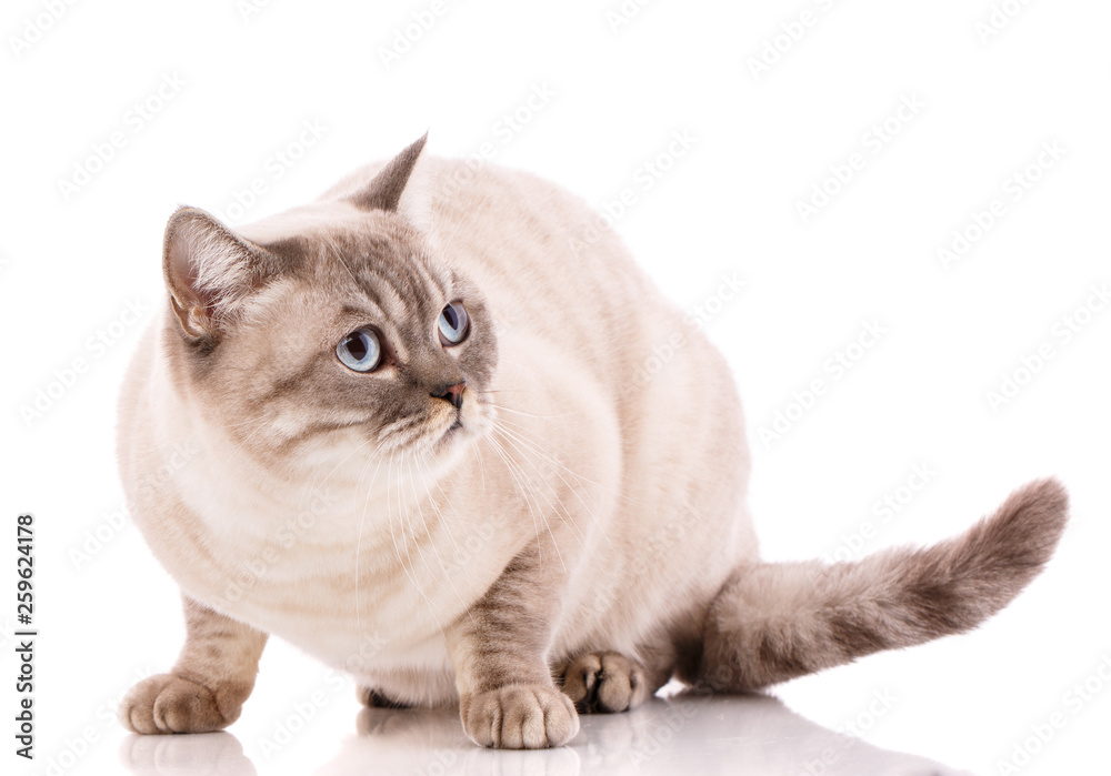 Cute gray British cat lying on white background