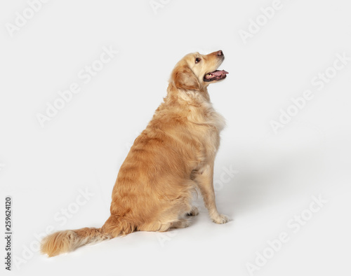 Golden retriever sitting and looking up on the white background.