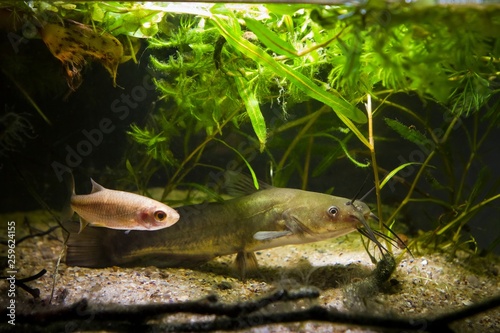 dangerous invasive freshwater predator fish Channel catfish, Ictalurus punctatus, and its prey sunbleak in biotope aquarium photo