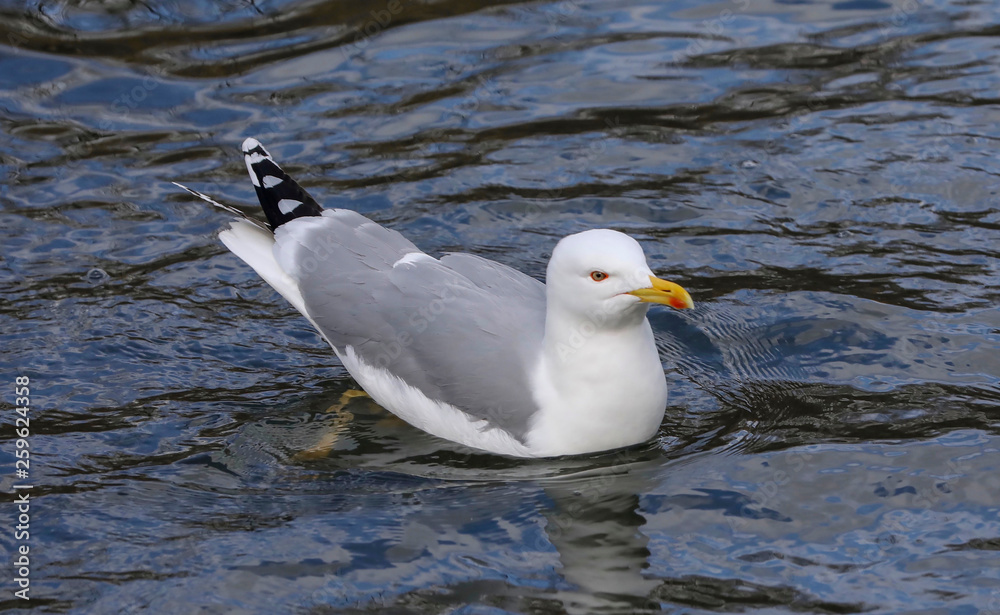 Obraz premium gull on the water