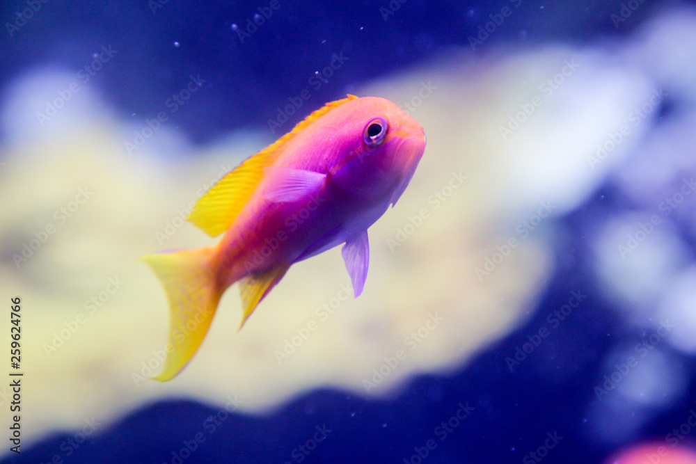 Fisch, Fische im Riff Fisch, Fische im Riff