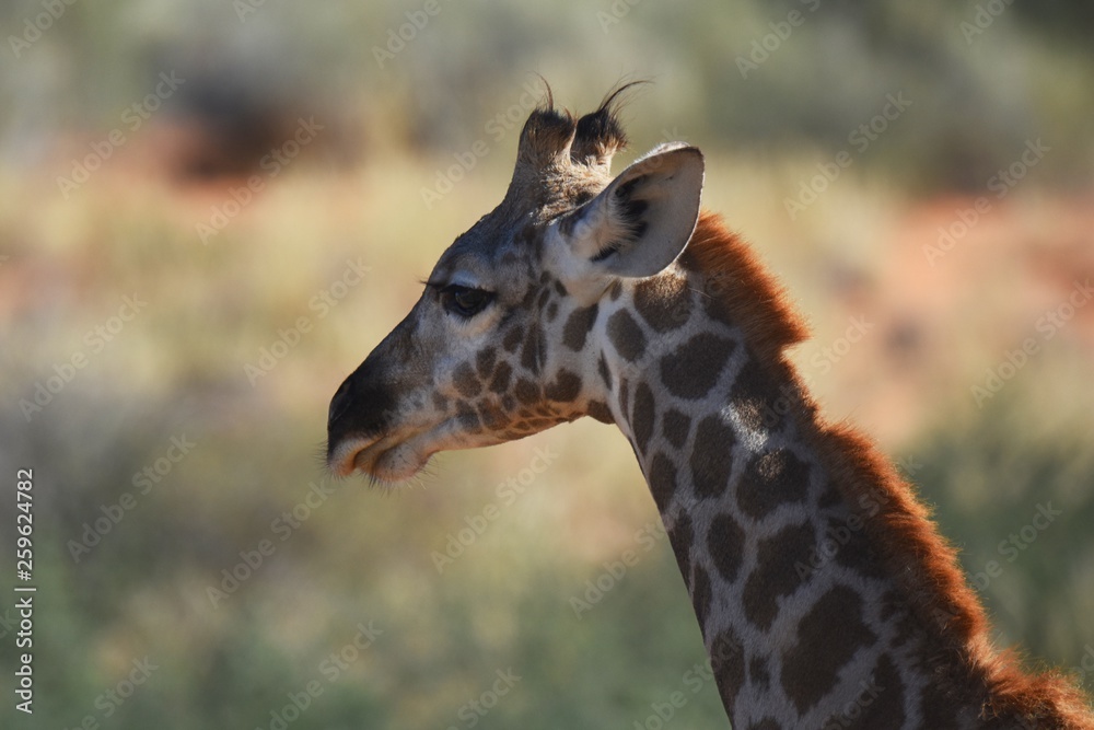 Obraz premium Junge Giraffe im Kgalagadi Transfrontier Nationalpark in Südafrika