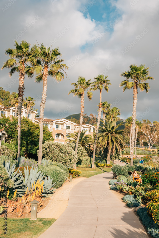 Palm trees along a path at Treasure Island Park, in Laguna Beach, Orange County, California