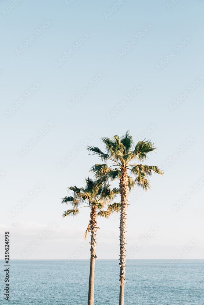 Palm trees and the Pacific Ocean at Treasure Island Park, in Laguna Beach, Orange County, California