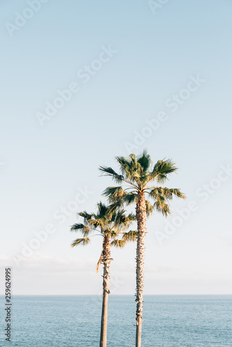 Palm trees and the Pacific Ocean at Treasure Island Park, in Laguna Beach, Orange County, California