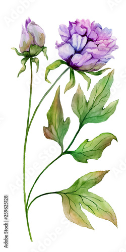 Beautiful Paeonia suffruticosa (Chinese peony) flower on a stem with green le...