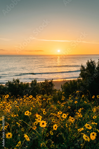 Fototapeta Naklejka Na Ścianę i Meble -  Yellow flowers and sunset over the Pacific Ocean at Salt Creek Beach in Dana Point, California