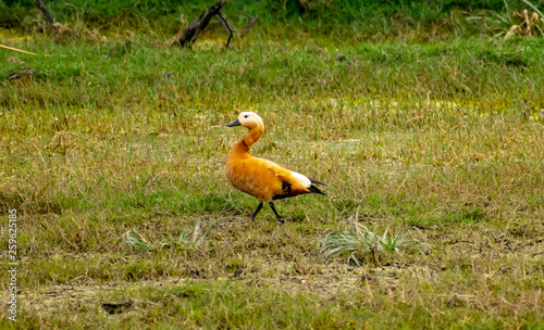 Ruddy shelduck or Brahminy duck (Tadorna ferruginea), Bharatpur Bird Sanctuary