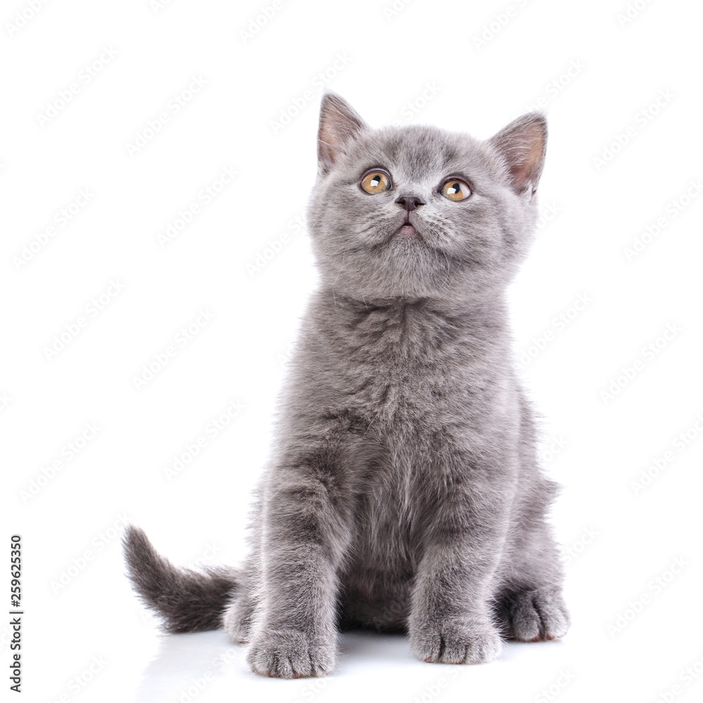Obraz premium Szkocki prosty kotek. Pojedynczo na białym tle. Szary kot siedzi bokiem