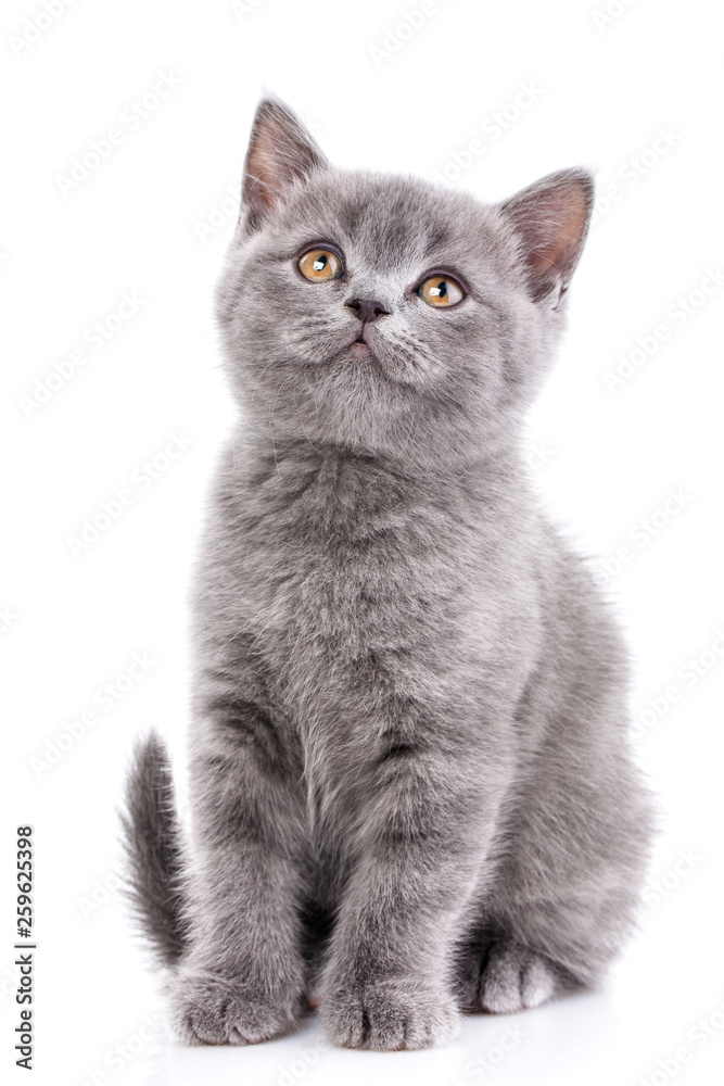 Scottish straight kitten. Isolated on a white background. Gray kitten on photo studio - obrazy, fototapety, plakaty 