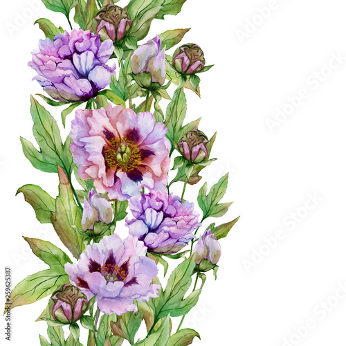 Beautiful peony flowers with green leaves in garland on white background. Sea...