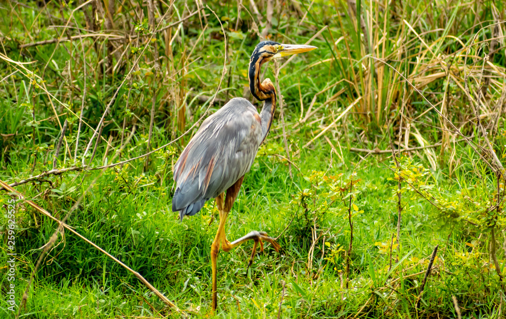 Fototapeta premium Purple heron, Bharatpur Bird Sanctuary