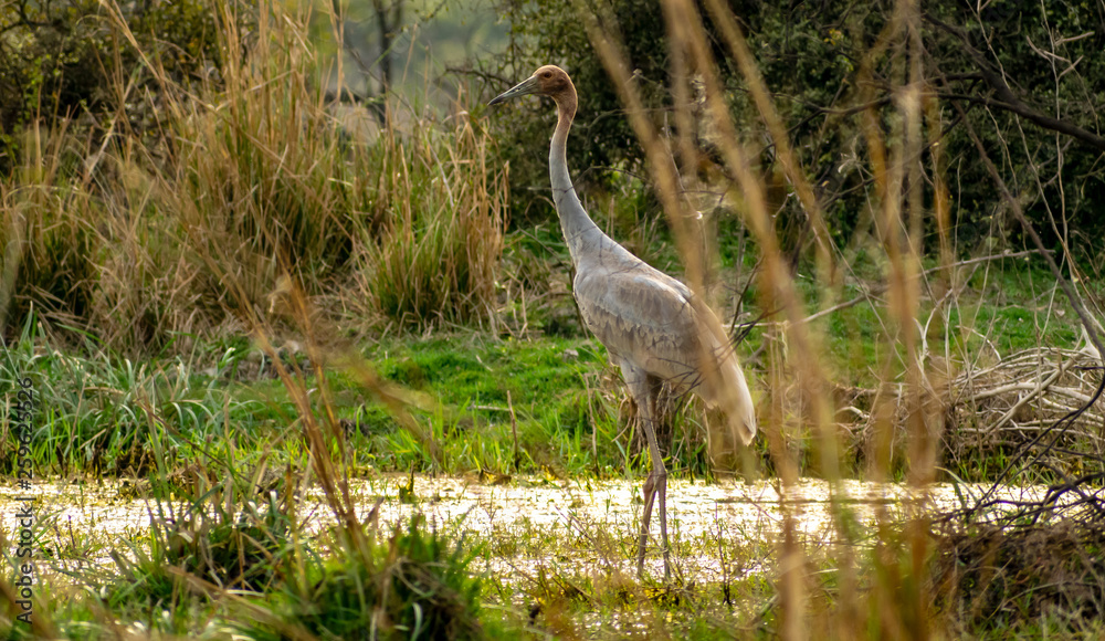 Sarus crane, Bharatpur Bird Sanctuary