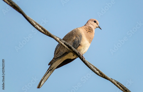 Dove, Bharatpur Bird Sanctuary