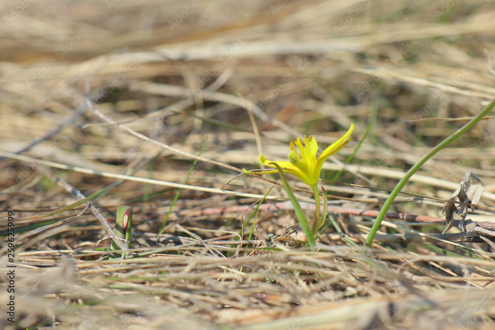 grass in soil grass in soil