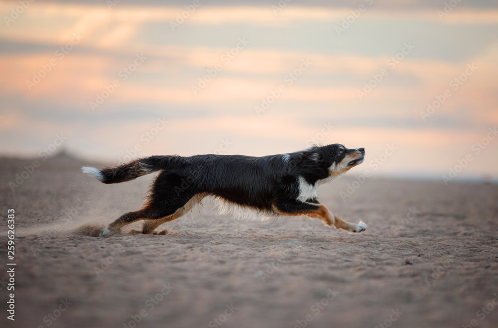 the dog is playing with the disc on beach. Active and funny border collie, pet plays the dog is playing with the disc on beach. Active and funny border collie, pet plays