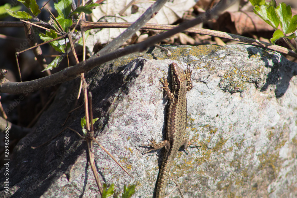 Obraz premium Tiny lizard on the stone