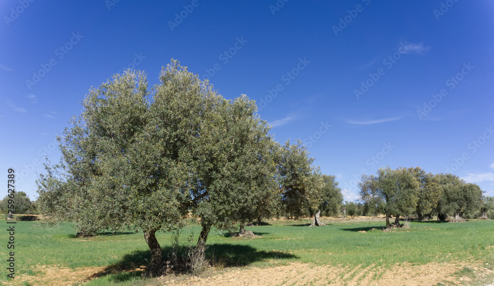 landscape in the mountains with olives trees landscape in the mountains with olives trees