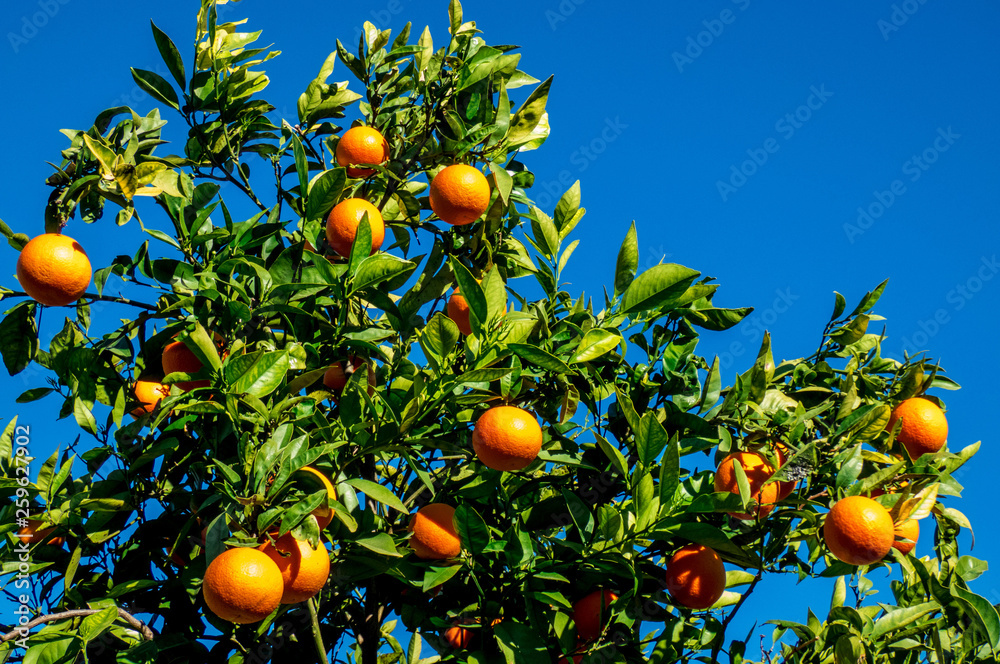 Branch of orange tree with fruits on the background of blue sky